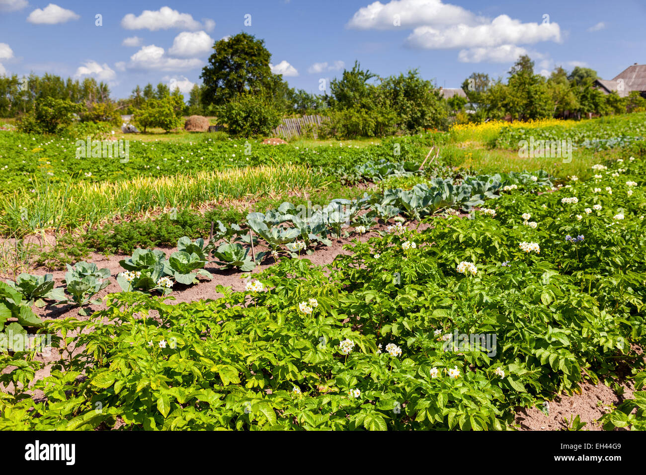 Vegetables growing at the garden in summer day Stock Photo