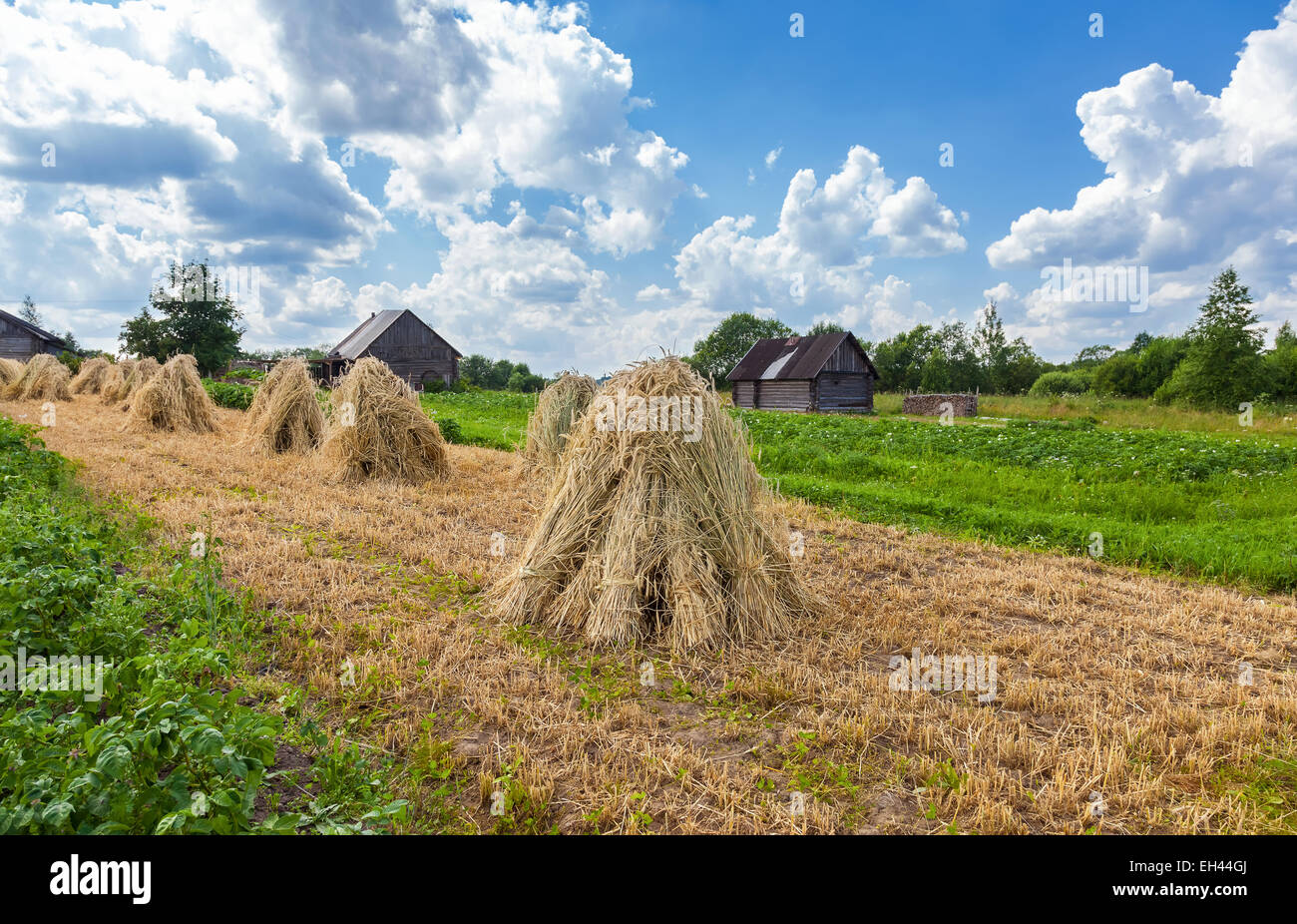 Sheaves of wheat piled in stacks on the field on a sunny day Stock