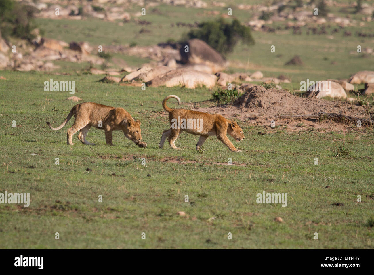 Lion (Panthera leo) two lion cubs prowling Stock Photo