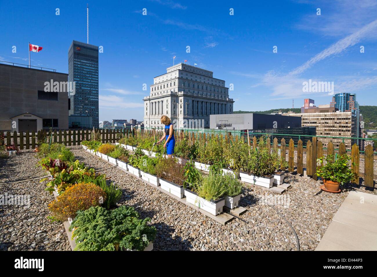 Canada, Quebec province, Montreal, Queen Elizabeth Hotel, the green roof and its vegetable garden Stock Photo