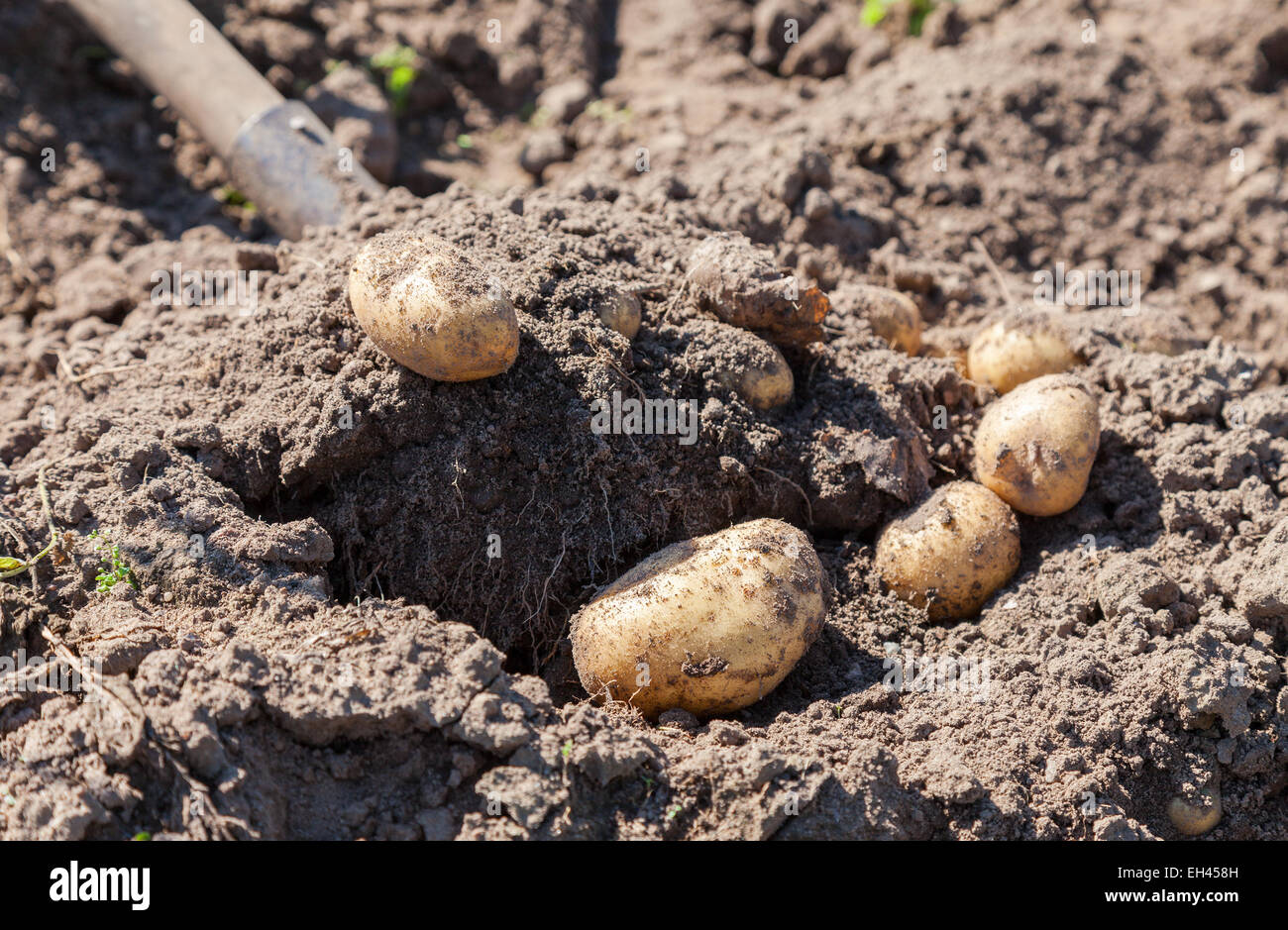 Digging up fresh home grown potatoes close up Stock Photo