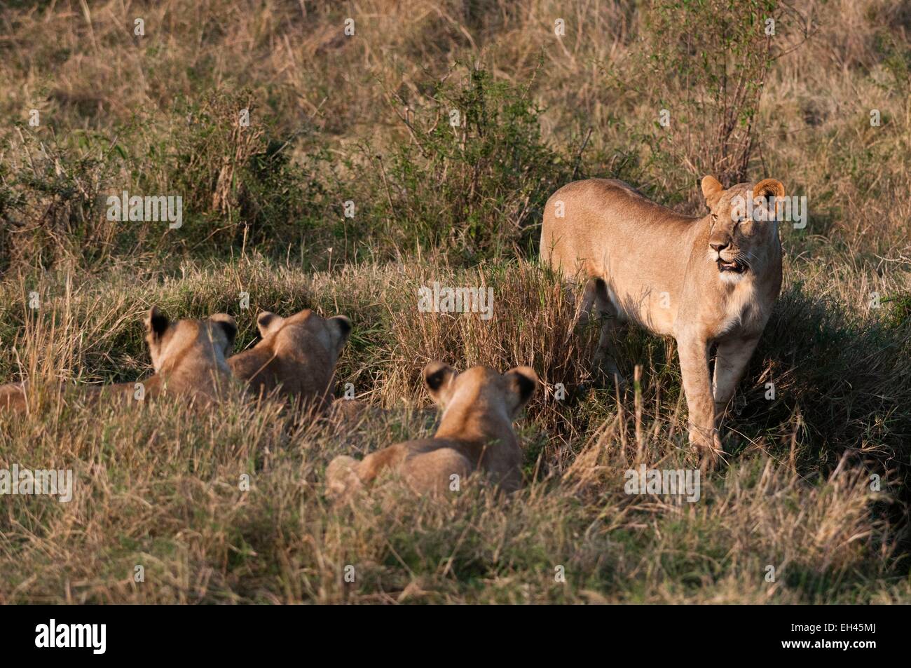 Kenya, Masai Mara, Lion (Panthera leo Stock Photo - Alamy