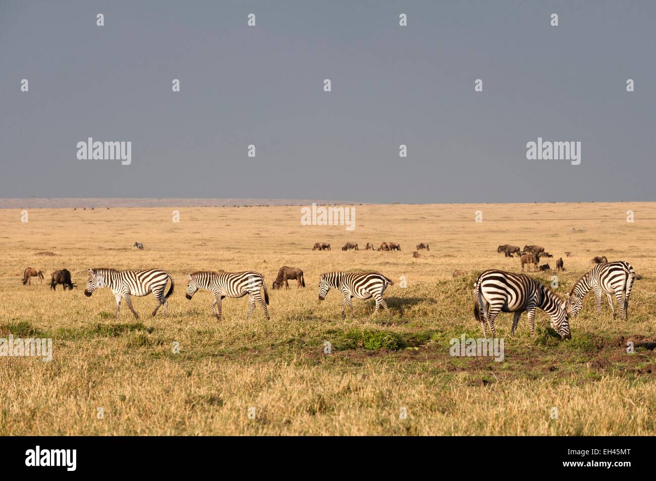 Kenya, Masai Mara, Plains zebra (Equus quagga) Stock Photo