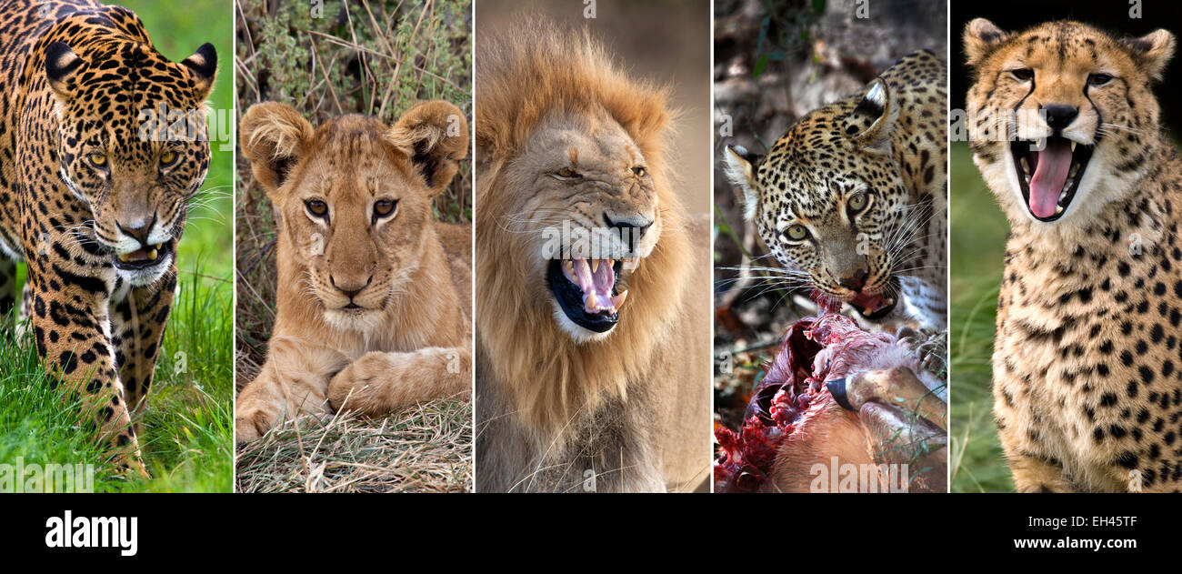 Big Cats - Jaguar, Lion Cub, Male Lion, Leopard and Cheetah Stock Photo