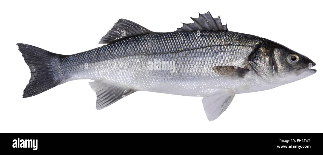 European Sea Bass Dicentrarchus labrax Stock Photo Alamy