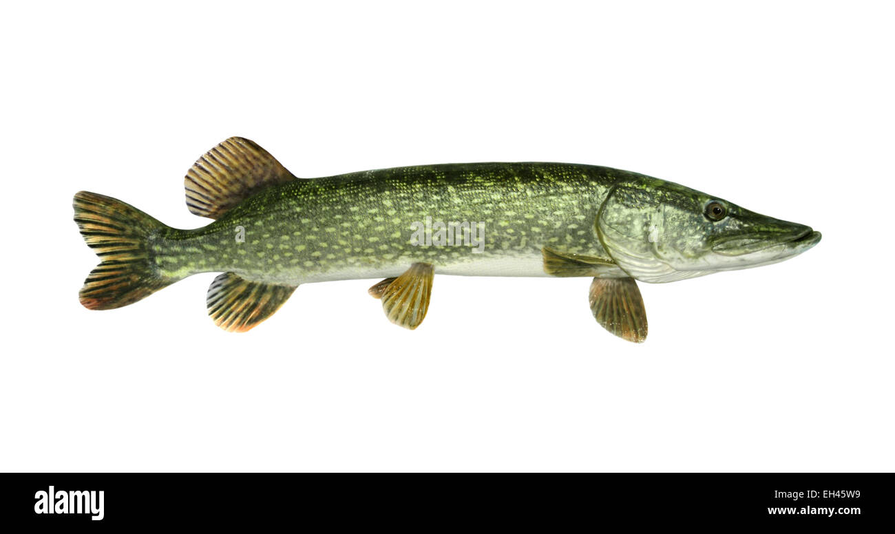 Pike - Esox lucius Stock Photo