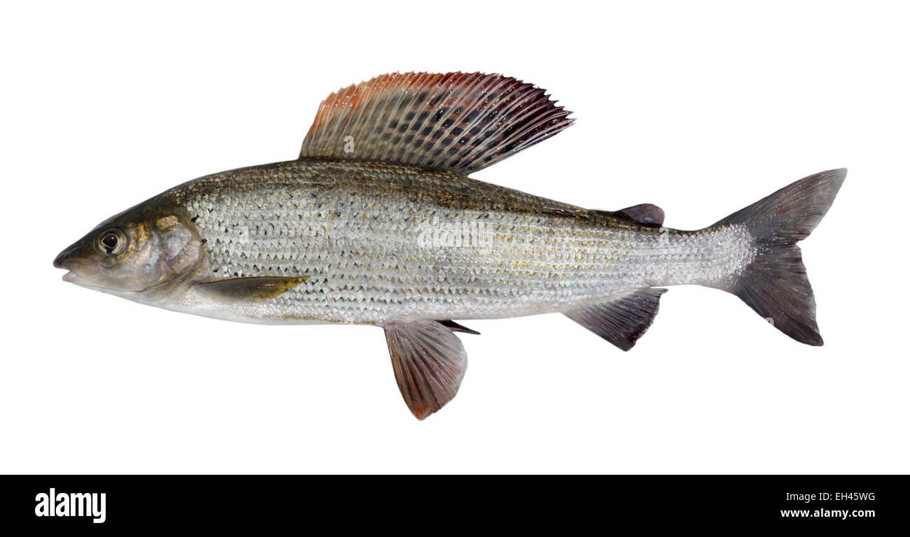 Grayling Thymallus Thymallus Stock Photo Alamy Grayling Thymallus Thymallus Stock Photo Alamy