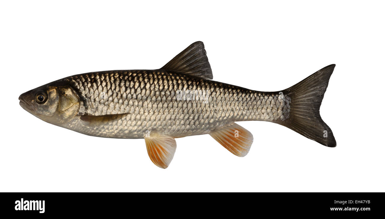 Chub Squalius cephalus Stock Photo Alamy