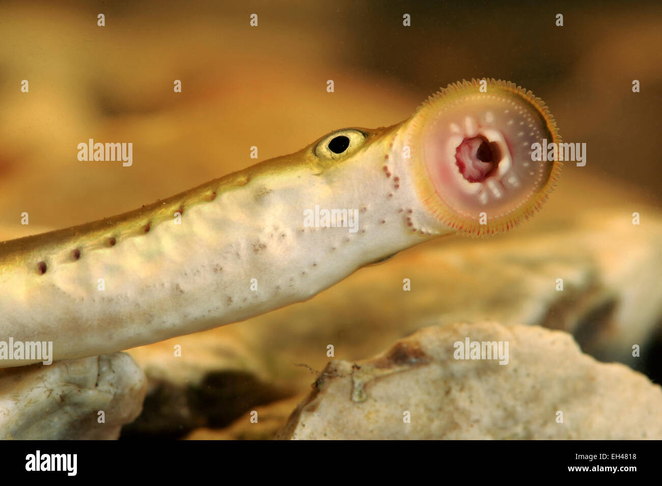 Brook Lamprey Lampetra Planeri Stock Photo Alamy