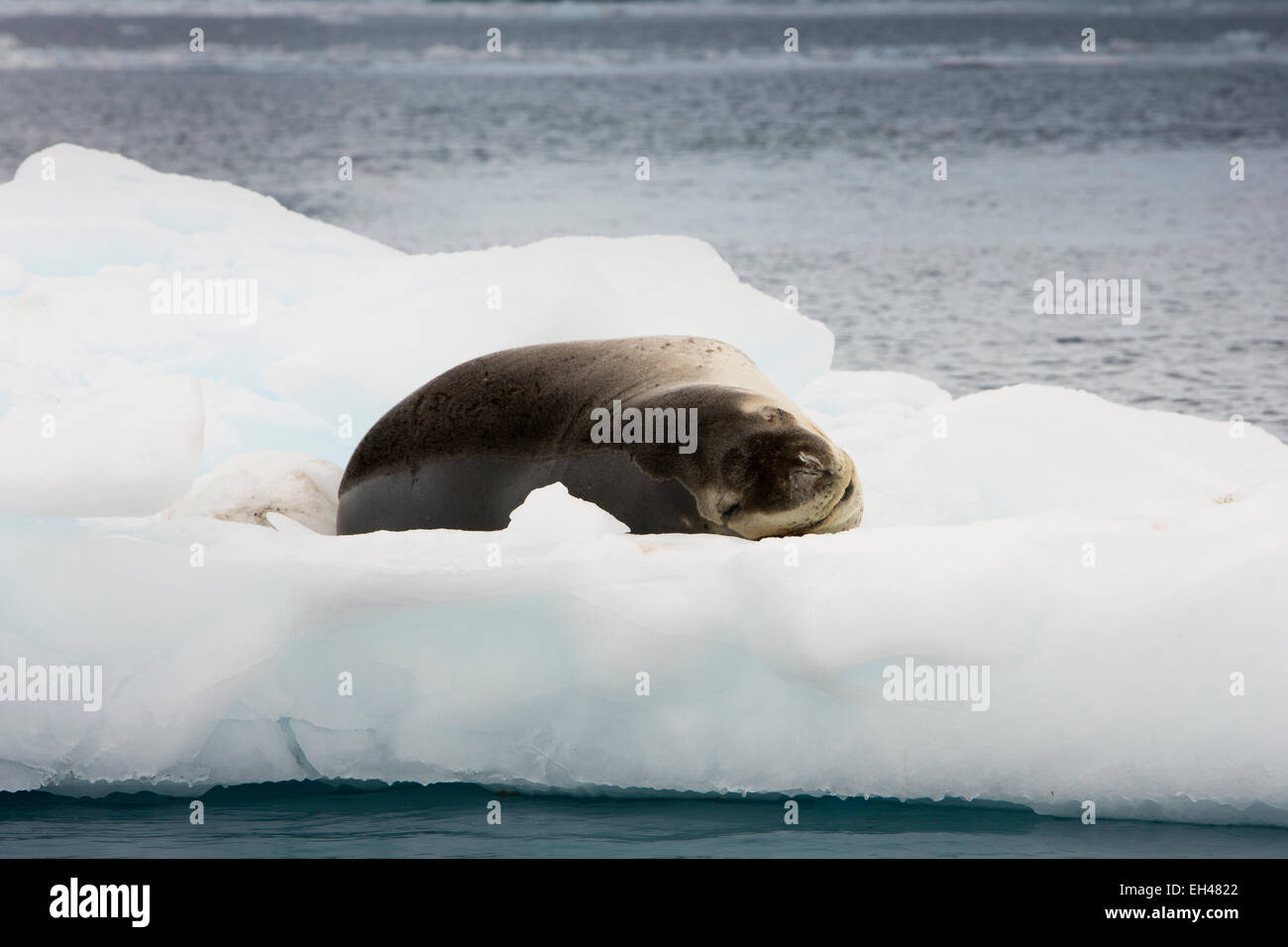 Antarctica, Paradise Bay, wildlife, Leopard Seal, Hydrurga leptonyx, resting on iceberg Stock Photo