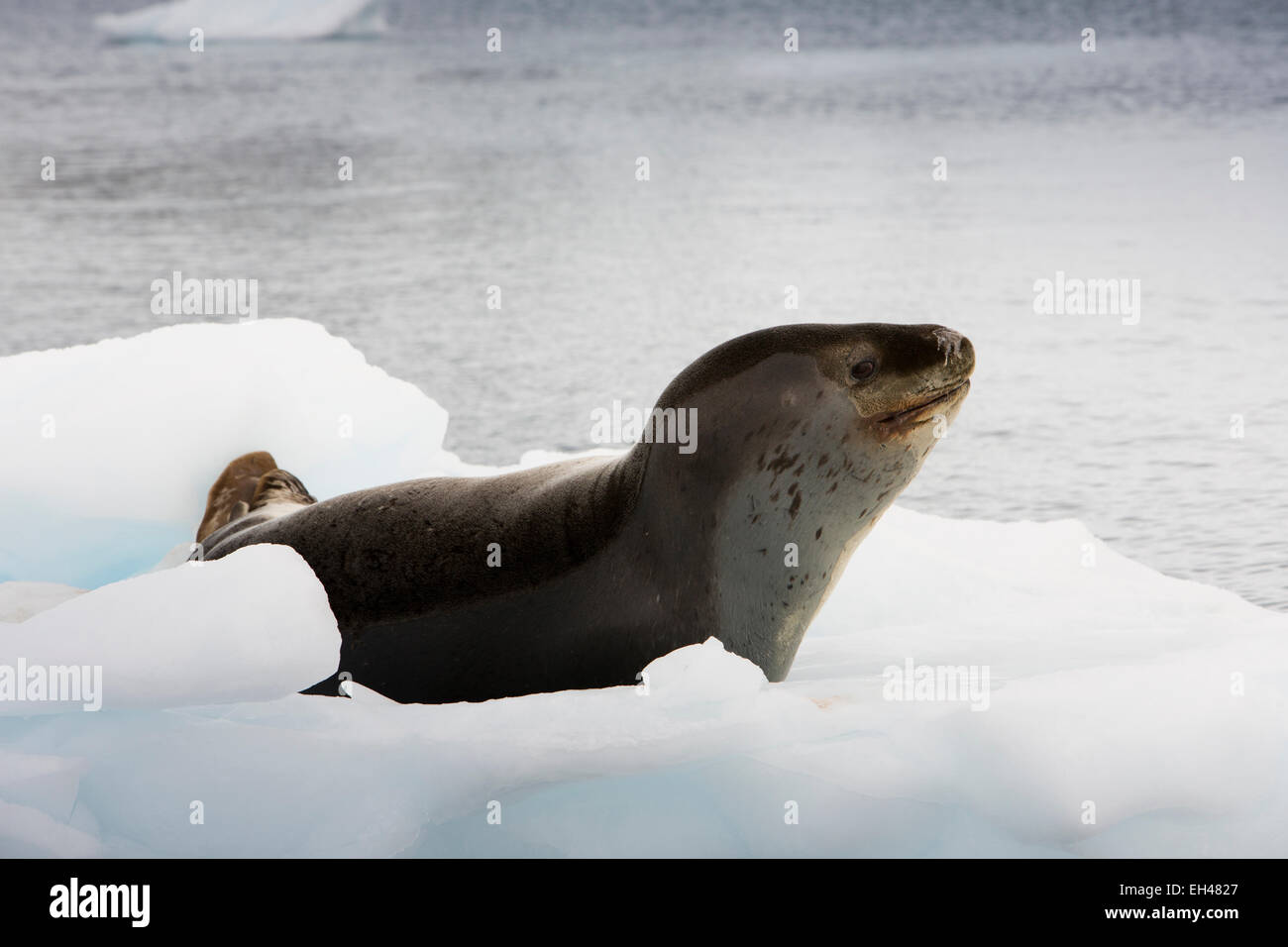 Antarctica, Paradise Bay, wildlife, Leopard Seal, Hydrurga leptonyx, raising head Stock Photo