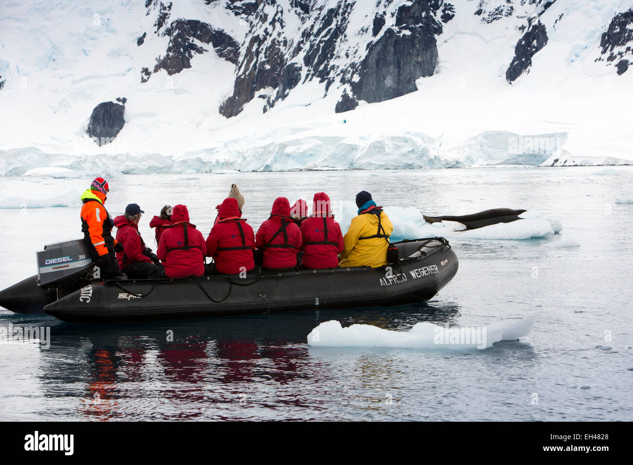 Antarctica, Paradise Bay, cruise ship passengers on zodiac boat trip viewing Leopard Seal, Stock Photo