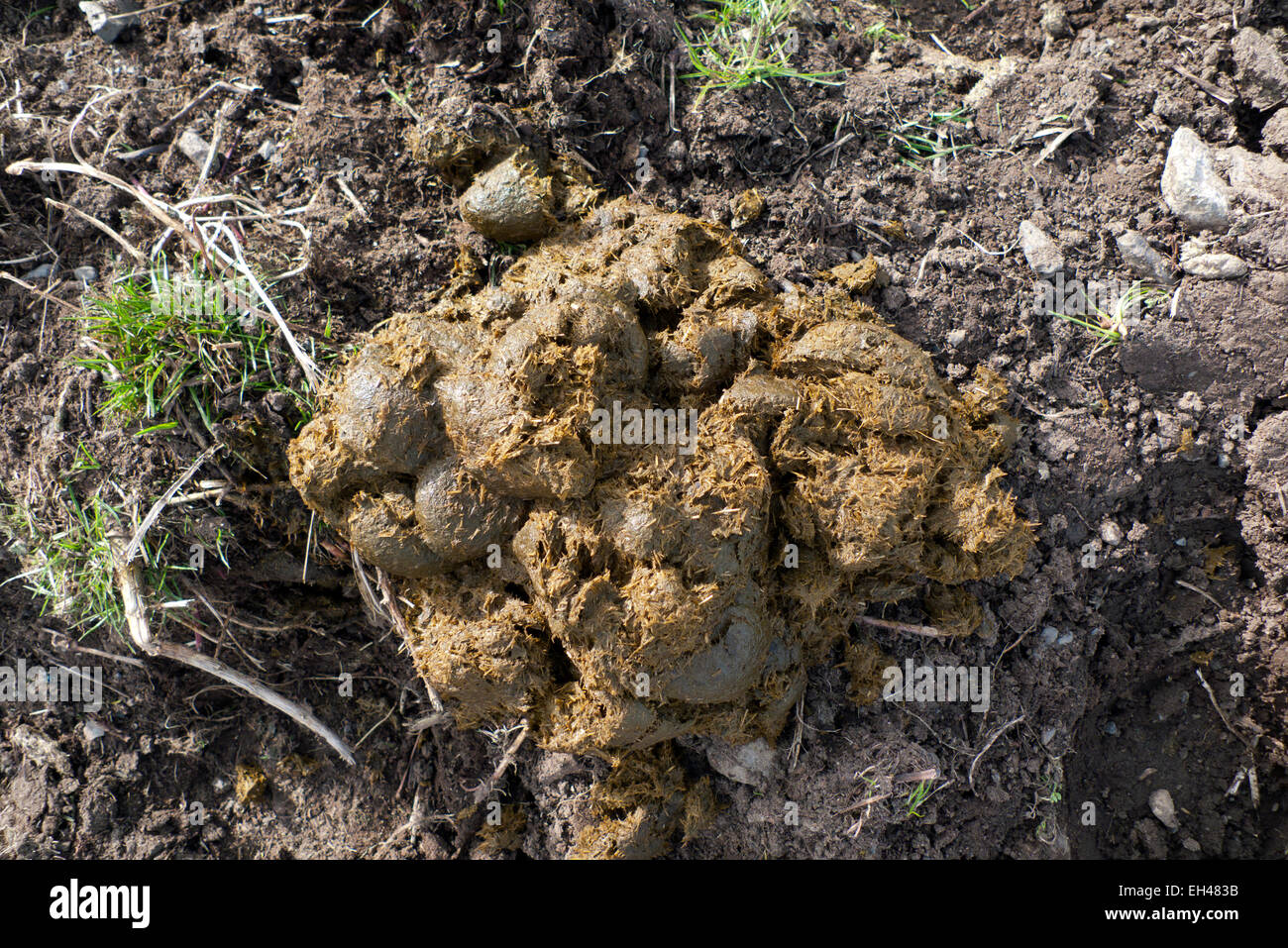 Carmarthenshire, Wales, UK. 6th March 2015. Fresh horse manure on a fine sunny day in Carmarthenshire Wales  Warmer temperatures held a real promise of spring today.  Kathy deWitt/AlamyLiveNews Stock Photo