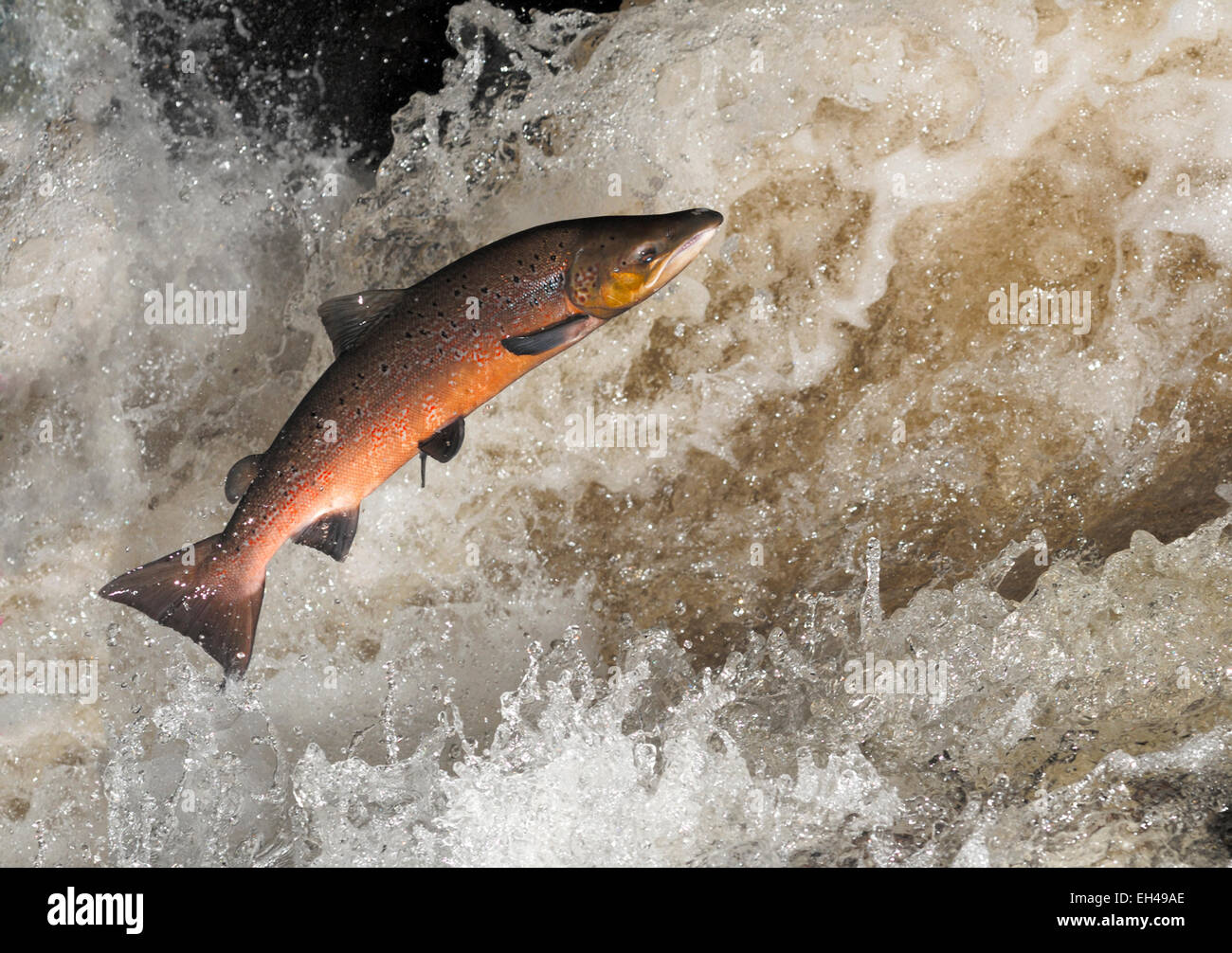 Salmon - Salmo salar Stock Photo