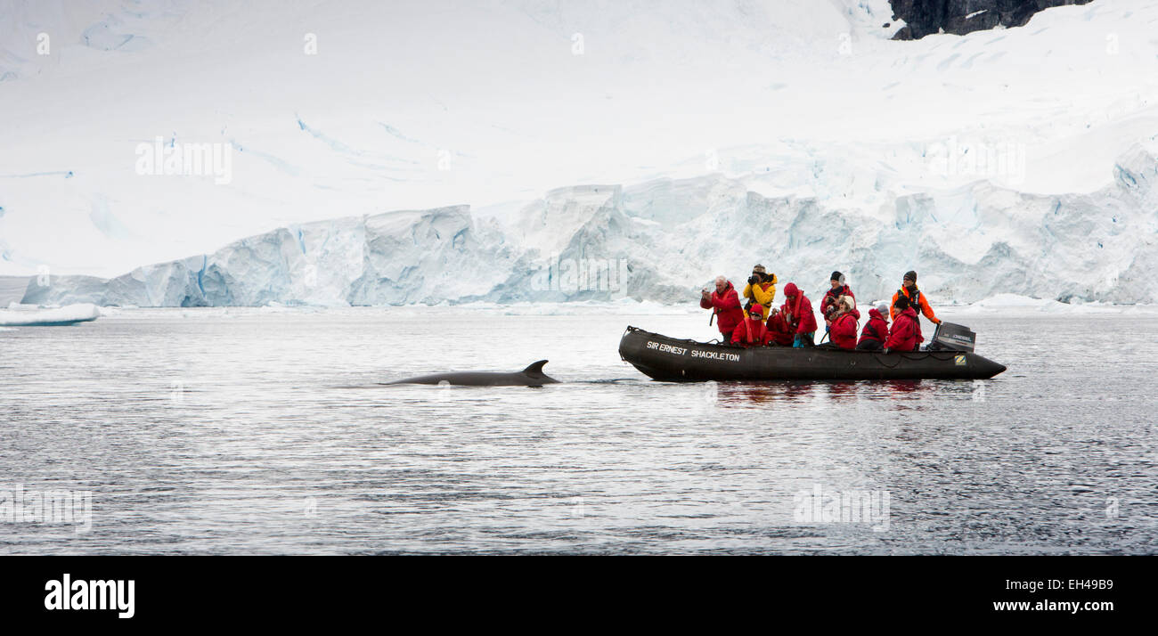 Antarctica, Paradise Bay, minke whale surfacing beside zodiac expedition boat Stock Photo