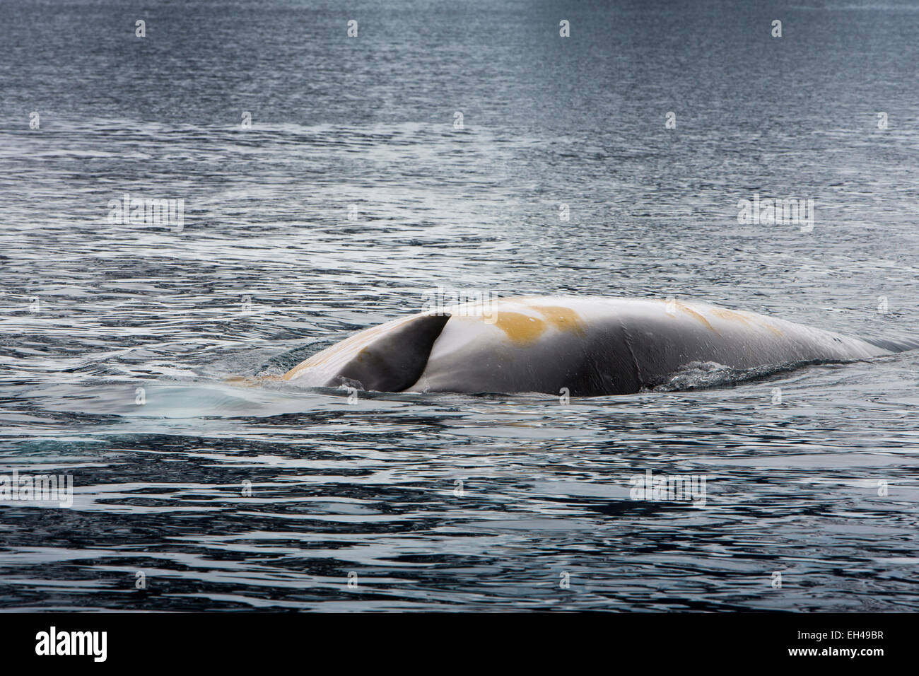 Minke whale surfacing hi-res stock photography and images - Alamy