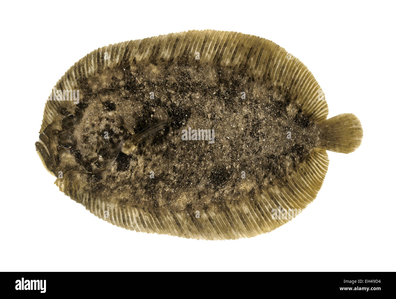 Topknot Zeugopterus punctatus Stock Photo Alamy