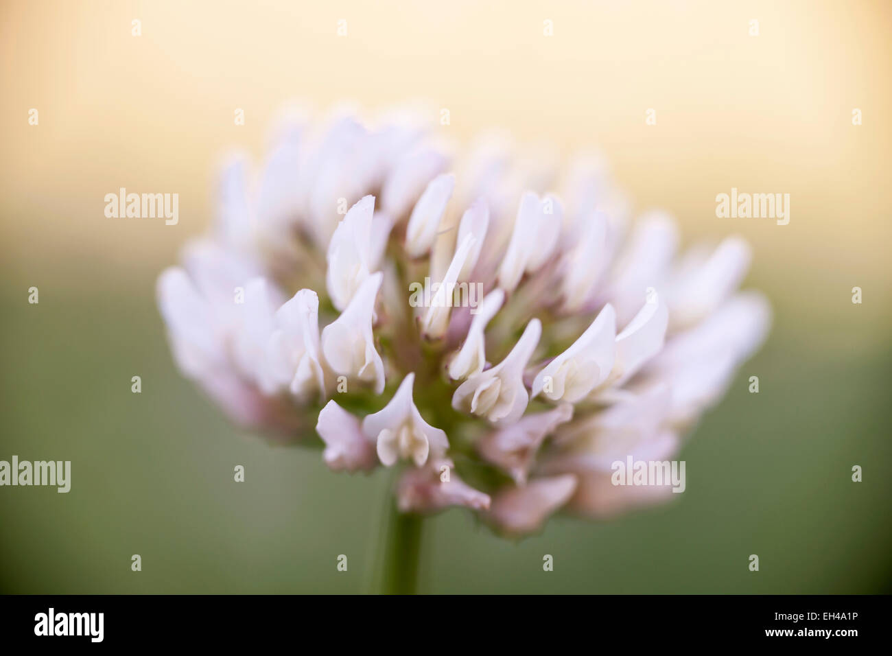 Macro closeup of clover flower head with white and pink petals Stock Photo