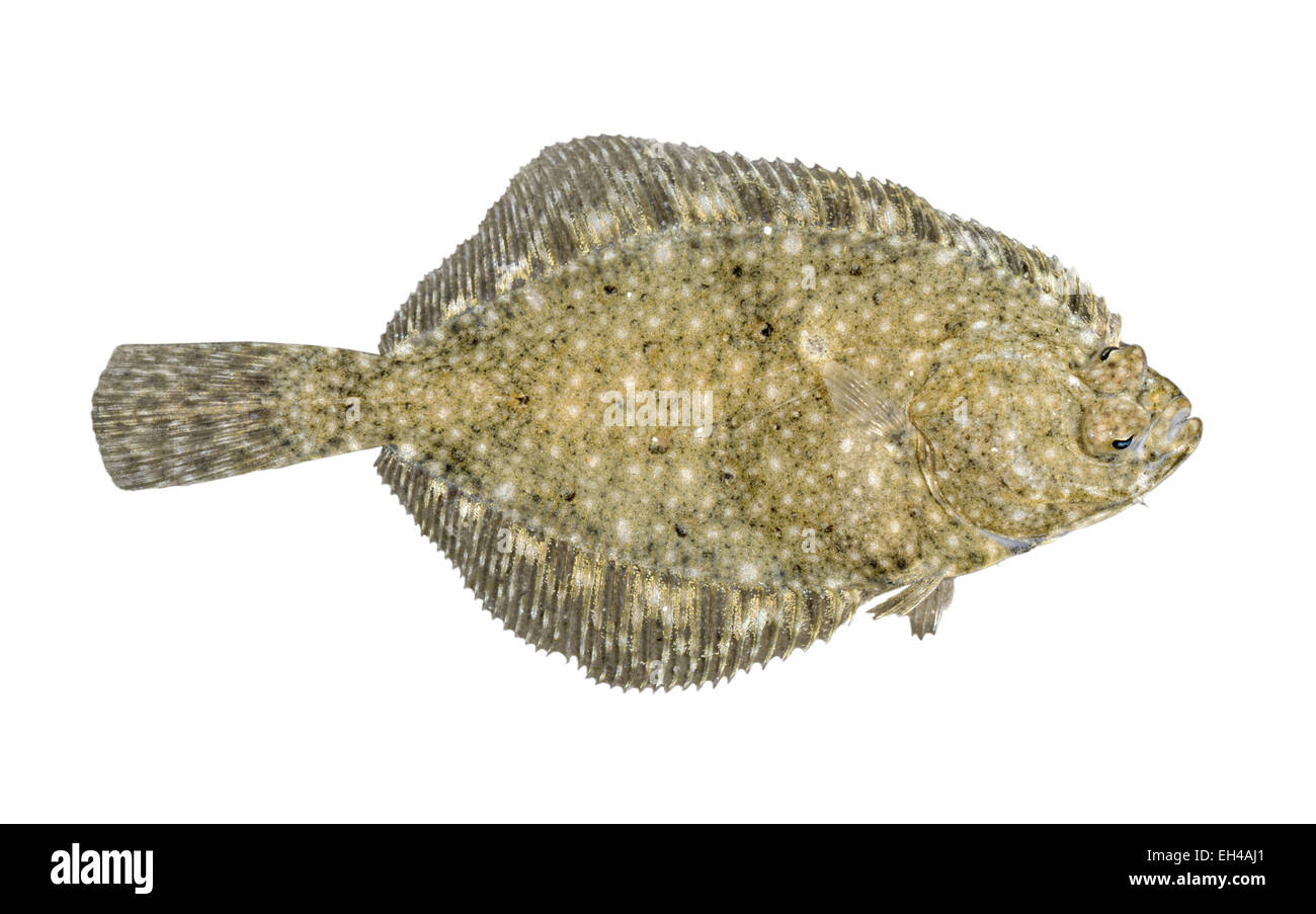 Flounder - Platichthys flesus Stock Photo