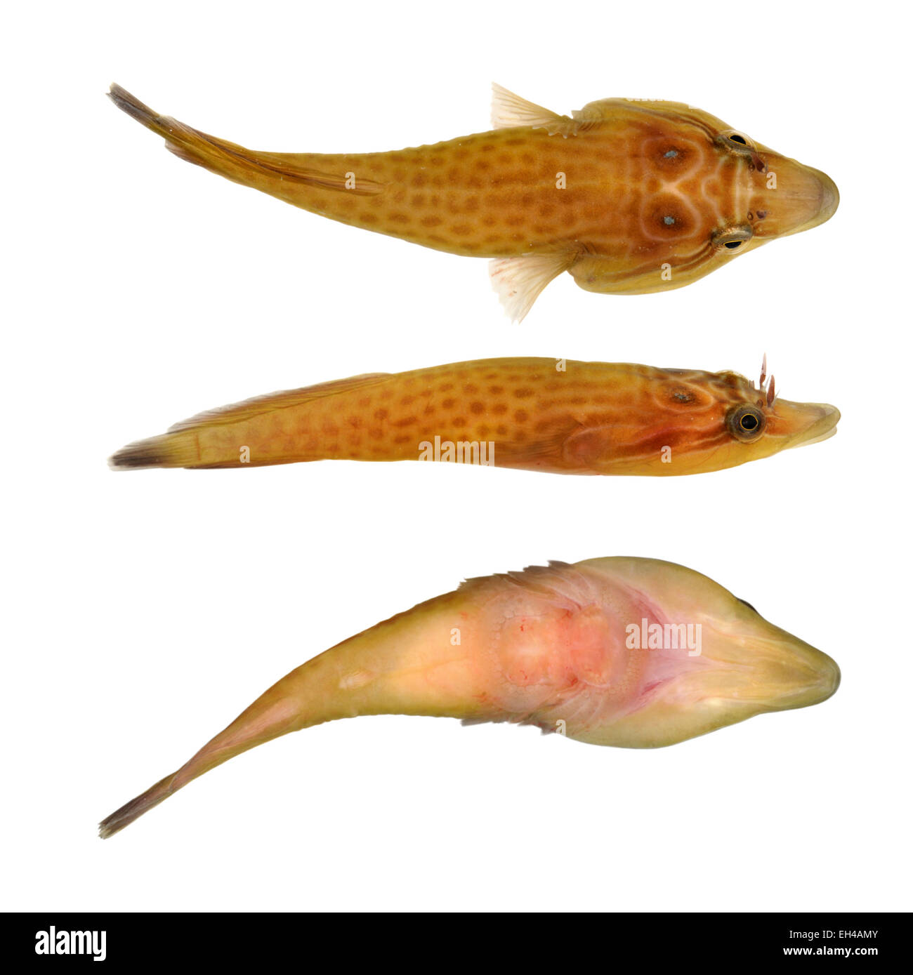 Shore Clingfish - Lepadogaster lepadogaster Stock Photo