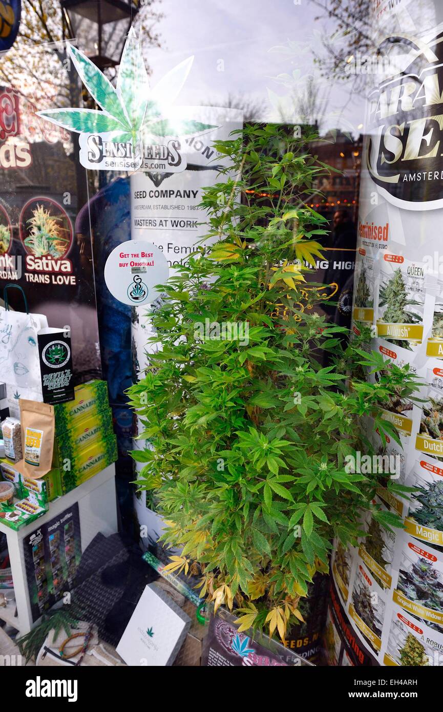 https://c8.alamy.com/comp/EH4ARH/netherlands-amsterdam-marijuana-plant-in-a-window-of-a-seed-shop-EH4ARH.jpg