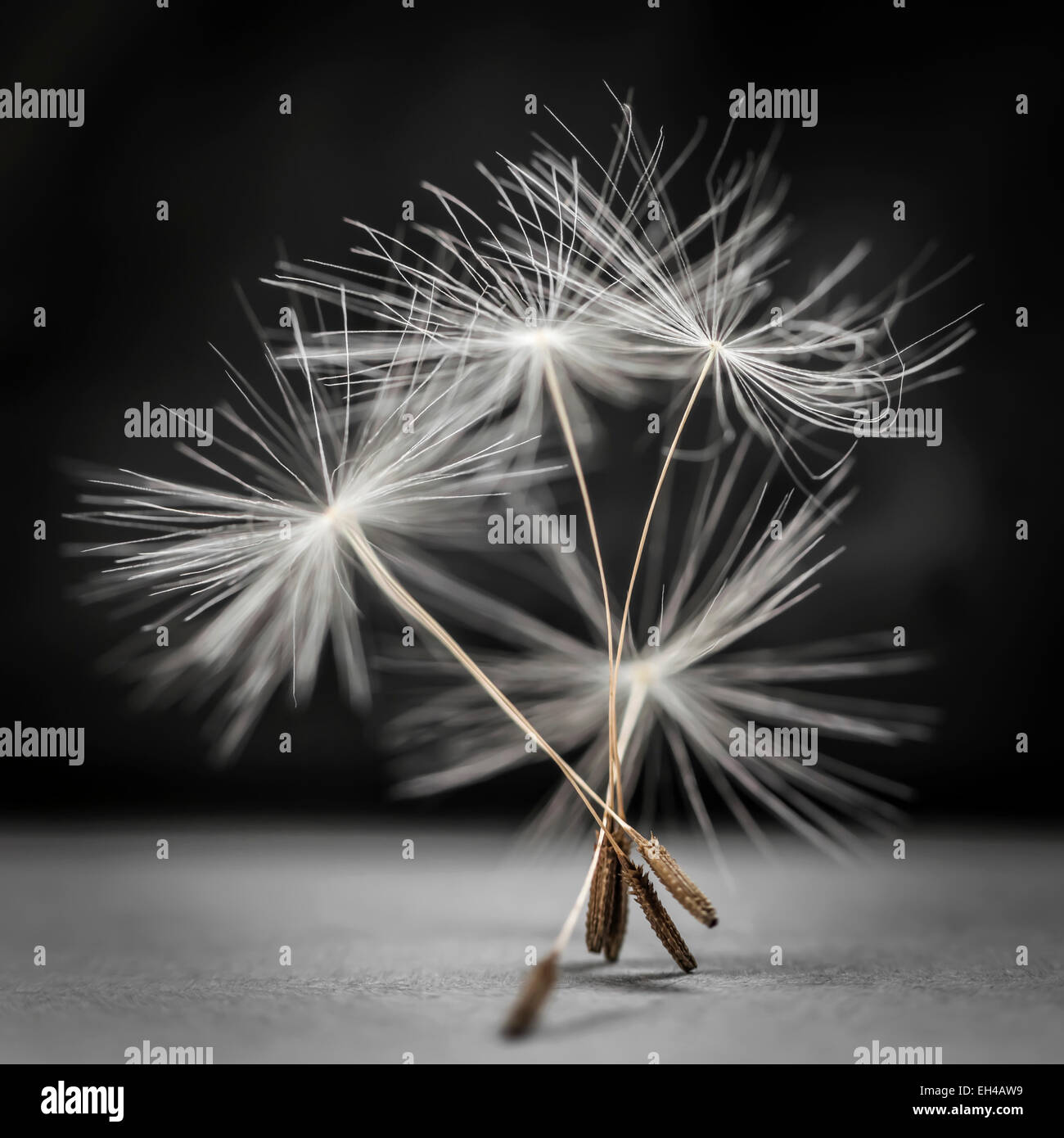 Macro closeup of dandelion seed bunch standing up on gray and black background, square format Stock Photo