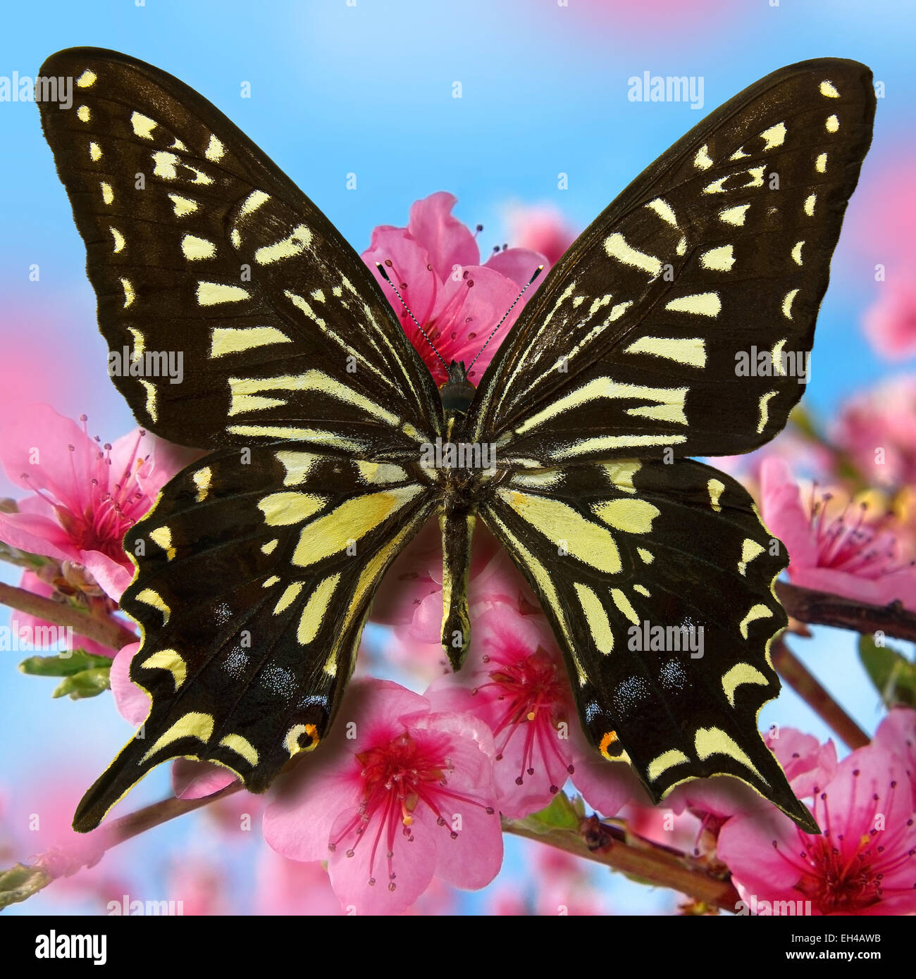 Butterfly(Oranges and tangerines Hewitson) on the pink square Stock