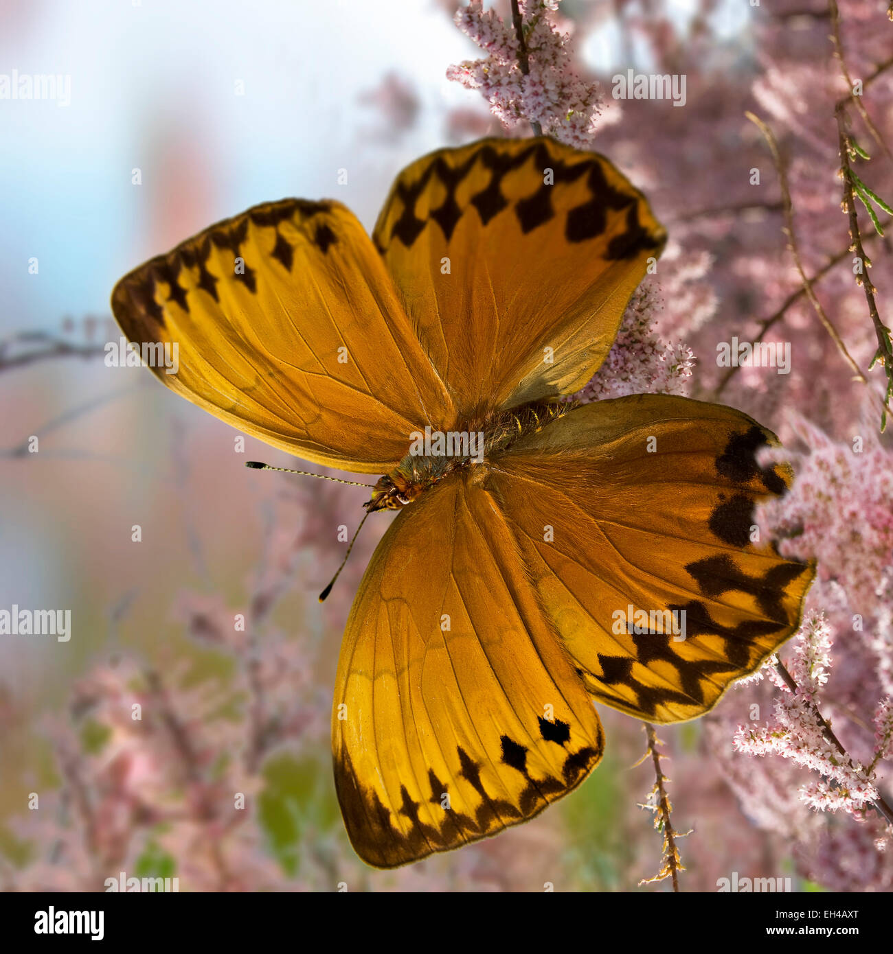 Orange butterfly(Stichophthalma howqua) bright pink flowers background square Stock Photo