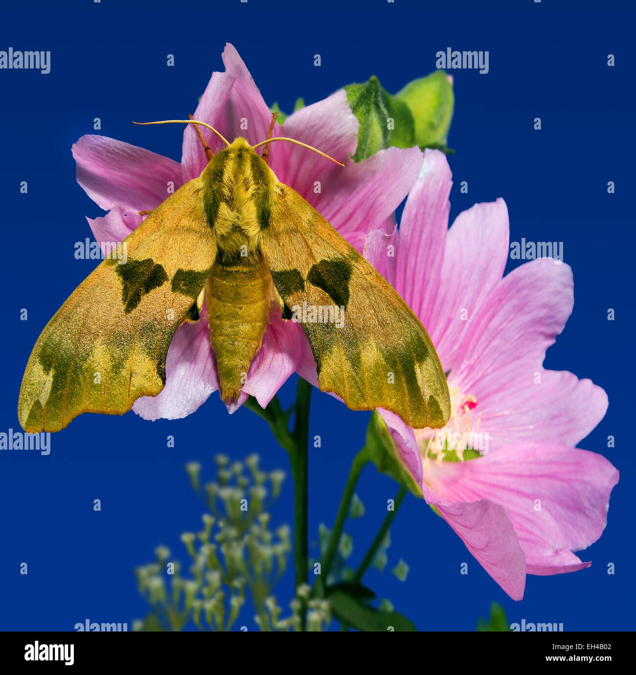Butterfly(Dilina tiliae L.(Mitas) pink flowers(Lavatera thuringiaca),blue background,square Stock Photo