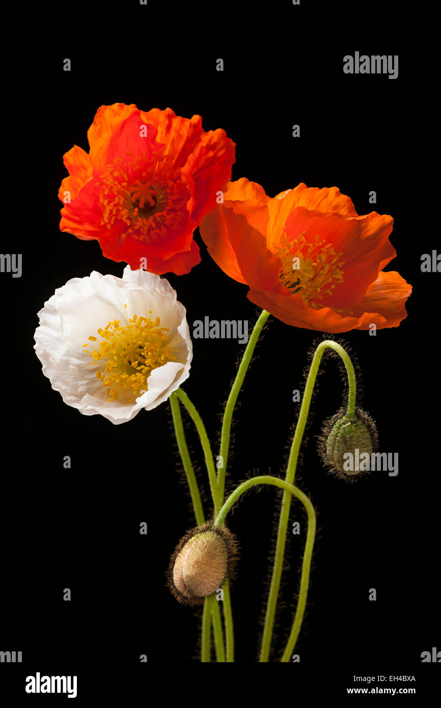 Red, orange and white poppy flowers with buds on black background Stock Photo