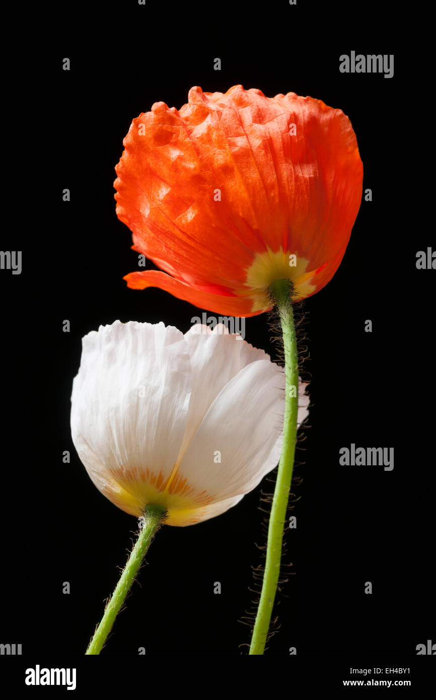 Two red and white poppies on black background Stock Photo