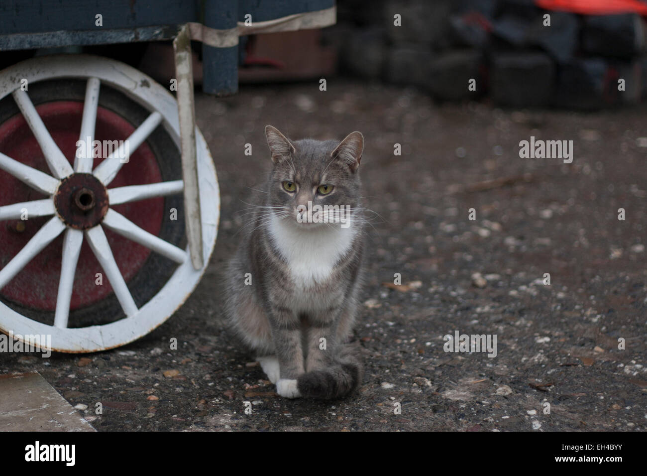 Grey Cat wheel Germany Stock Photo Alamy