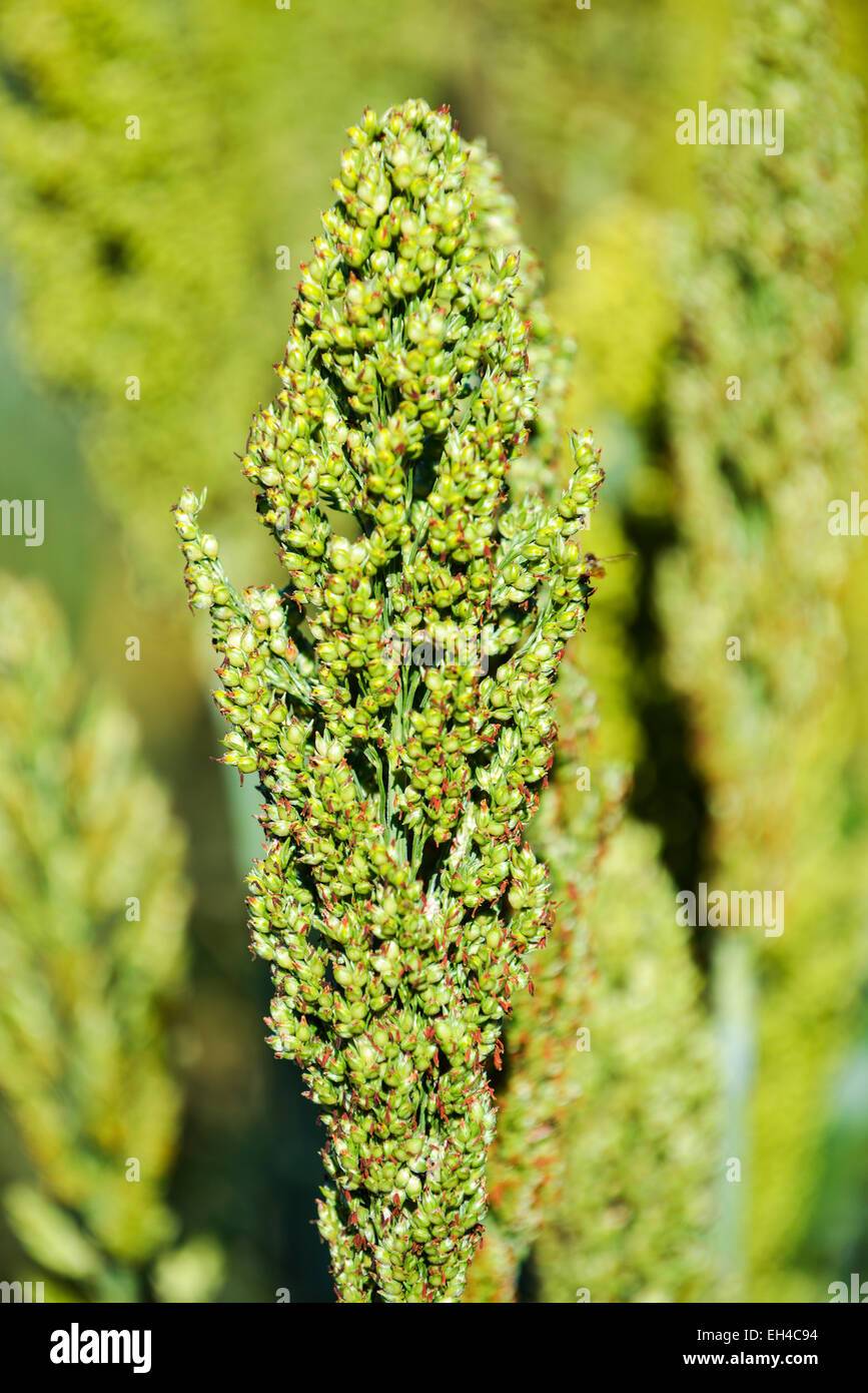 Japanese Barnyard Millet (Echinochloa frumentacea) on a field in the
