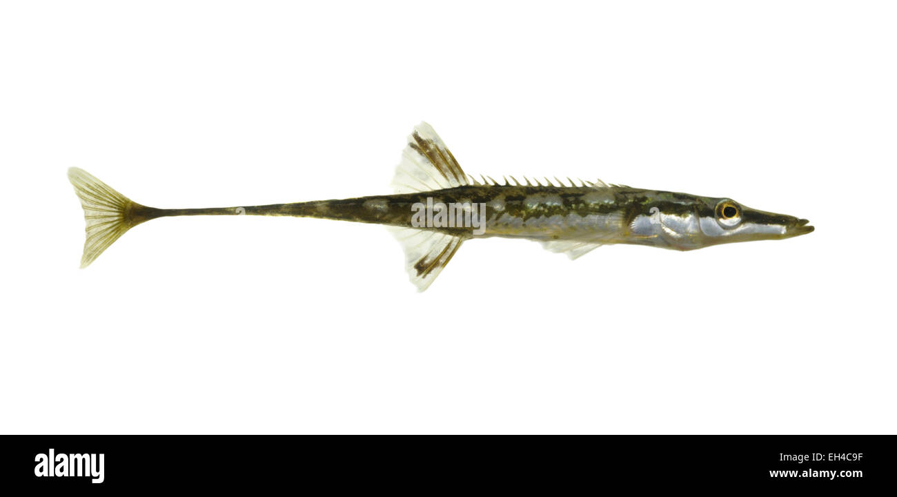 Fifteen-spined Stickleback - Spinachia spinachia Stock Photo