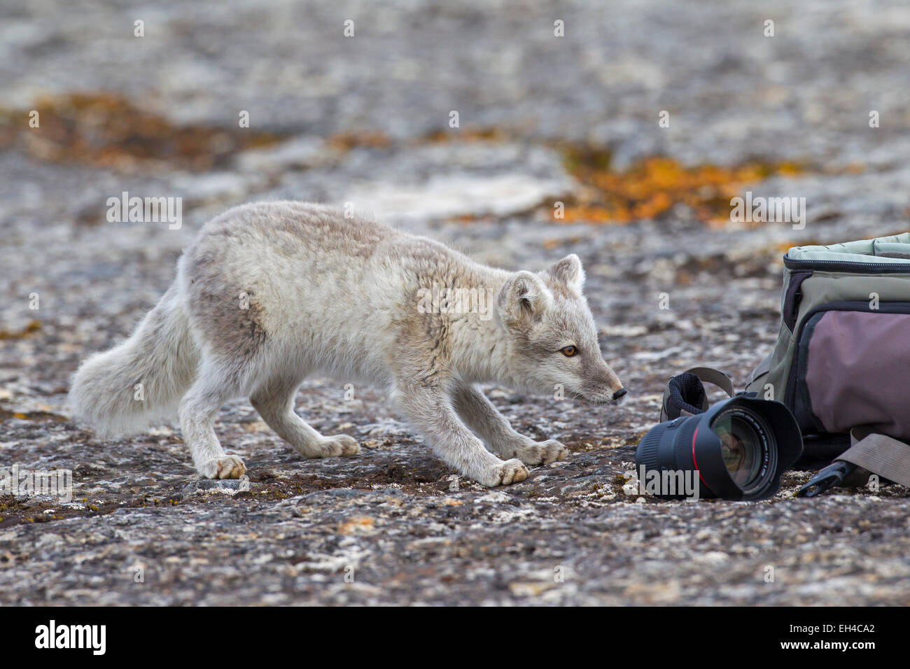 Curious Arctic fox (Vulpes lagopus) in summer coat investigating wildlife  photographer's camera bag, Svalbard, Norway Stock Photo - Alamy