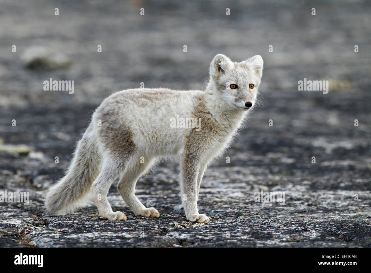 Arctic Fox In Summer Coat High Resolution Stock Photography and Images -  Alamy