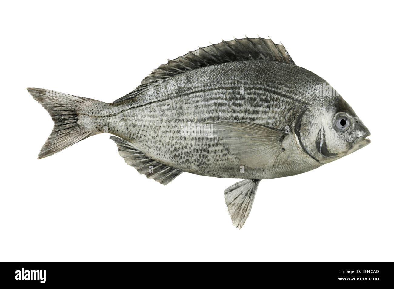 Black sea bream outlet
