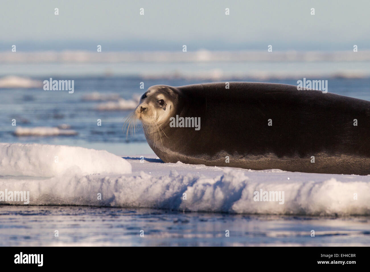 Bearded seal / square flipper seal (Erignathus barbatus) resting on ice floe, Svalbard, Norway Stock Photo