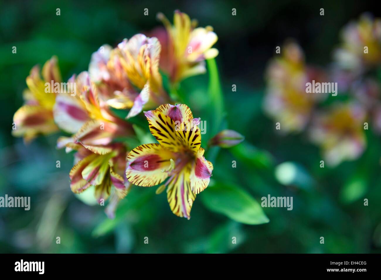France, Alpes Maritimes, Menton, garden Serre de la Madone, Peruvian lily (Alstroemeria) Stock Photo