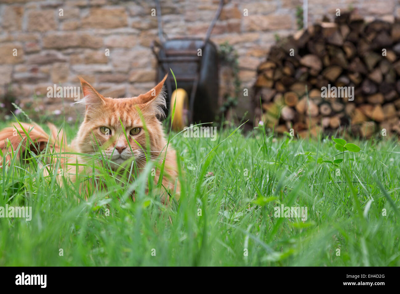 Orange tabby cat grass hi-res stock photography and images - Alamy