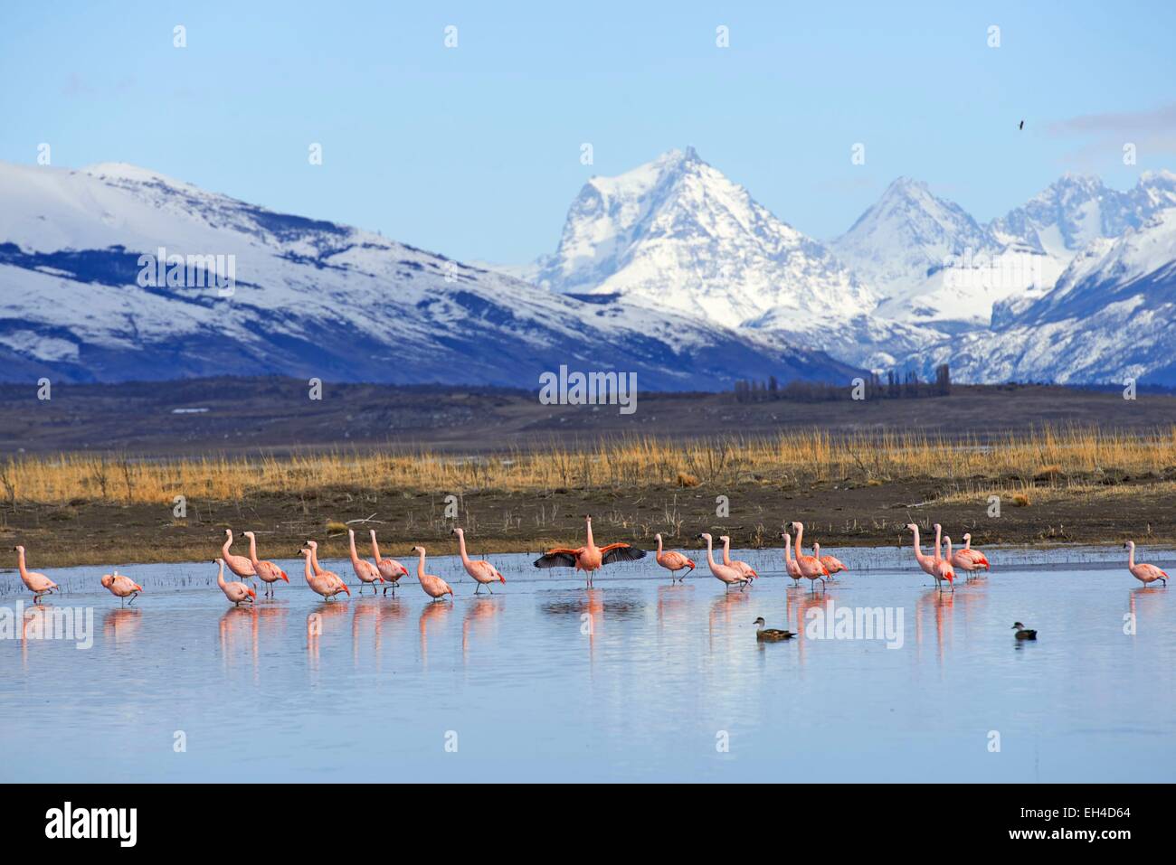 Argentina, Patagonia, Santa Cruz, El Calafate, pink flamingo and gooses on lago argentino Stock Photo