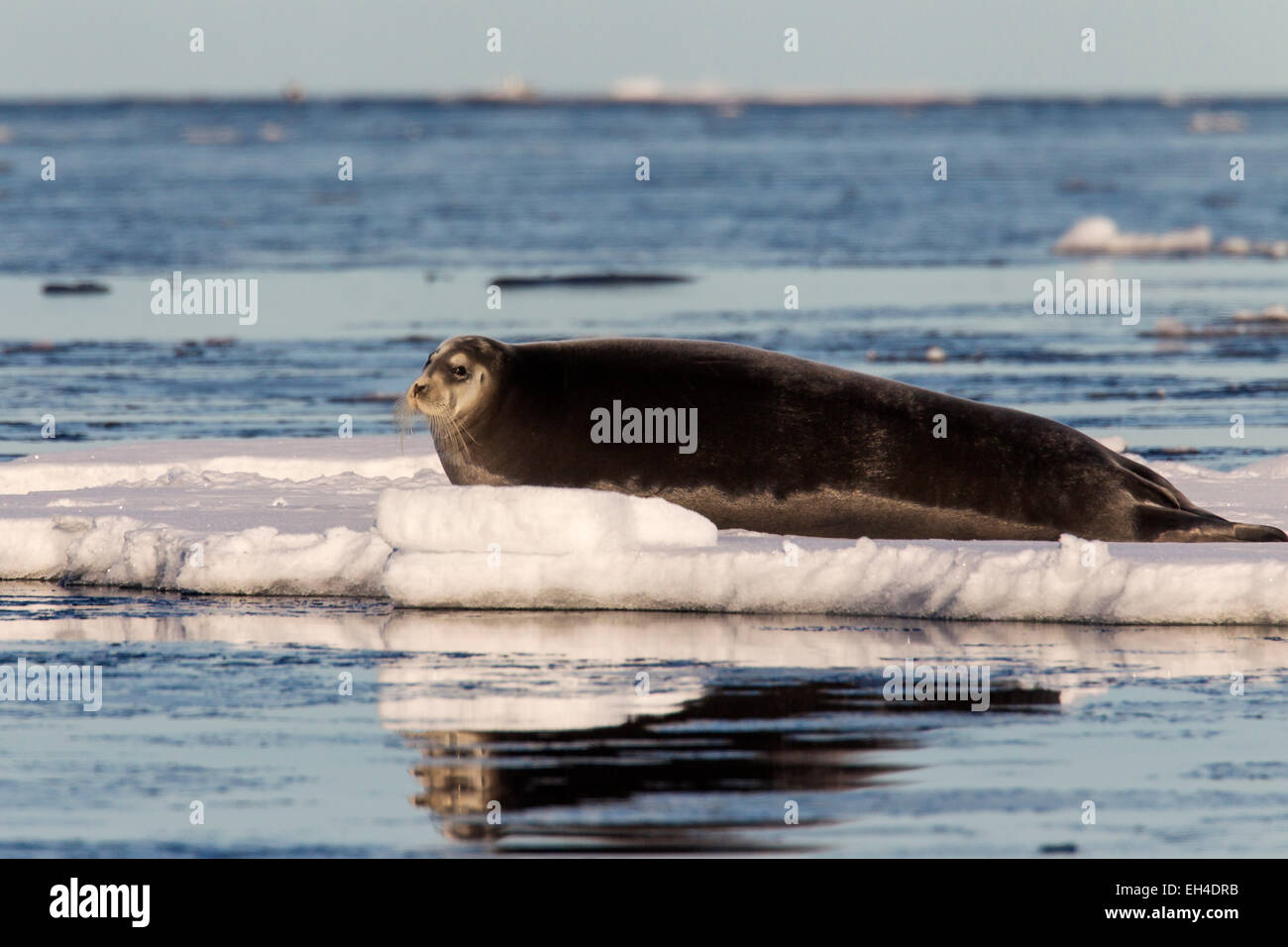 Bearded seal / square flipper seal (Erignathus barbatus) resting on ice floe, Svalbard, Norway Stock Photo