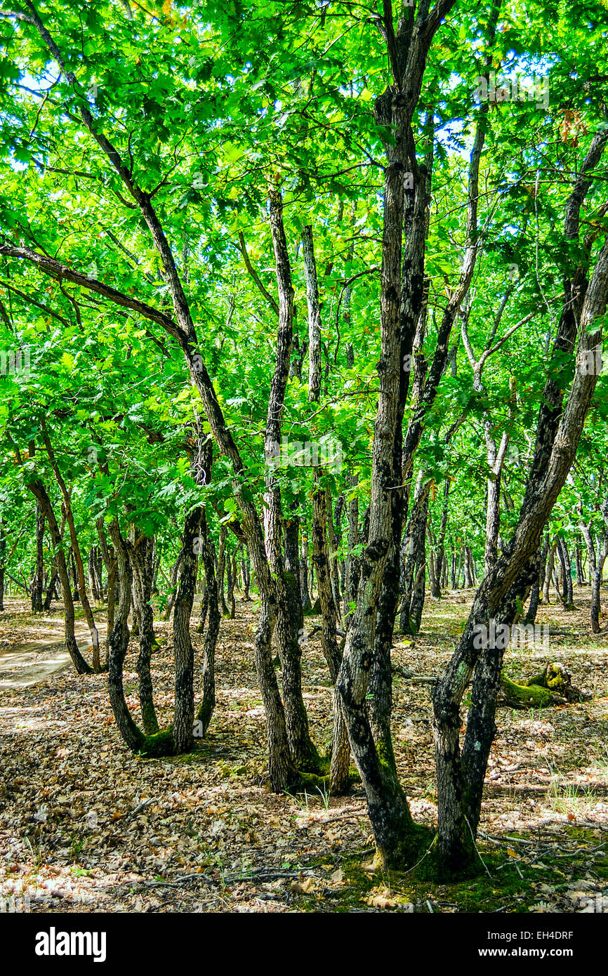 Four-barreled oaks Stock Photo