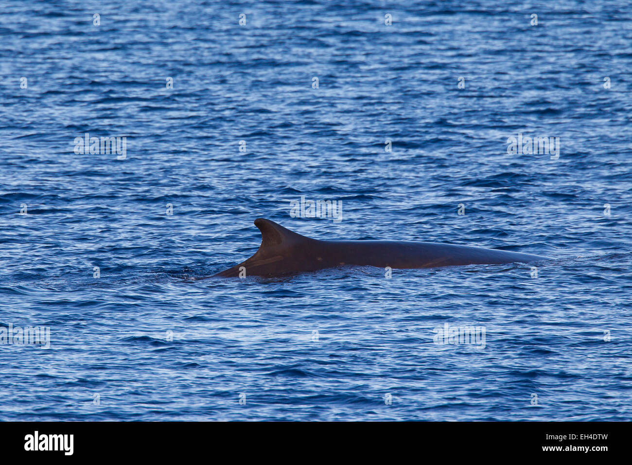 Fin whale / finback whale / razorback / common rorqual (Balaenoptera