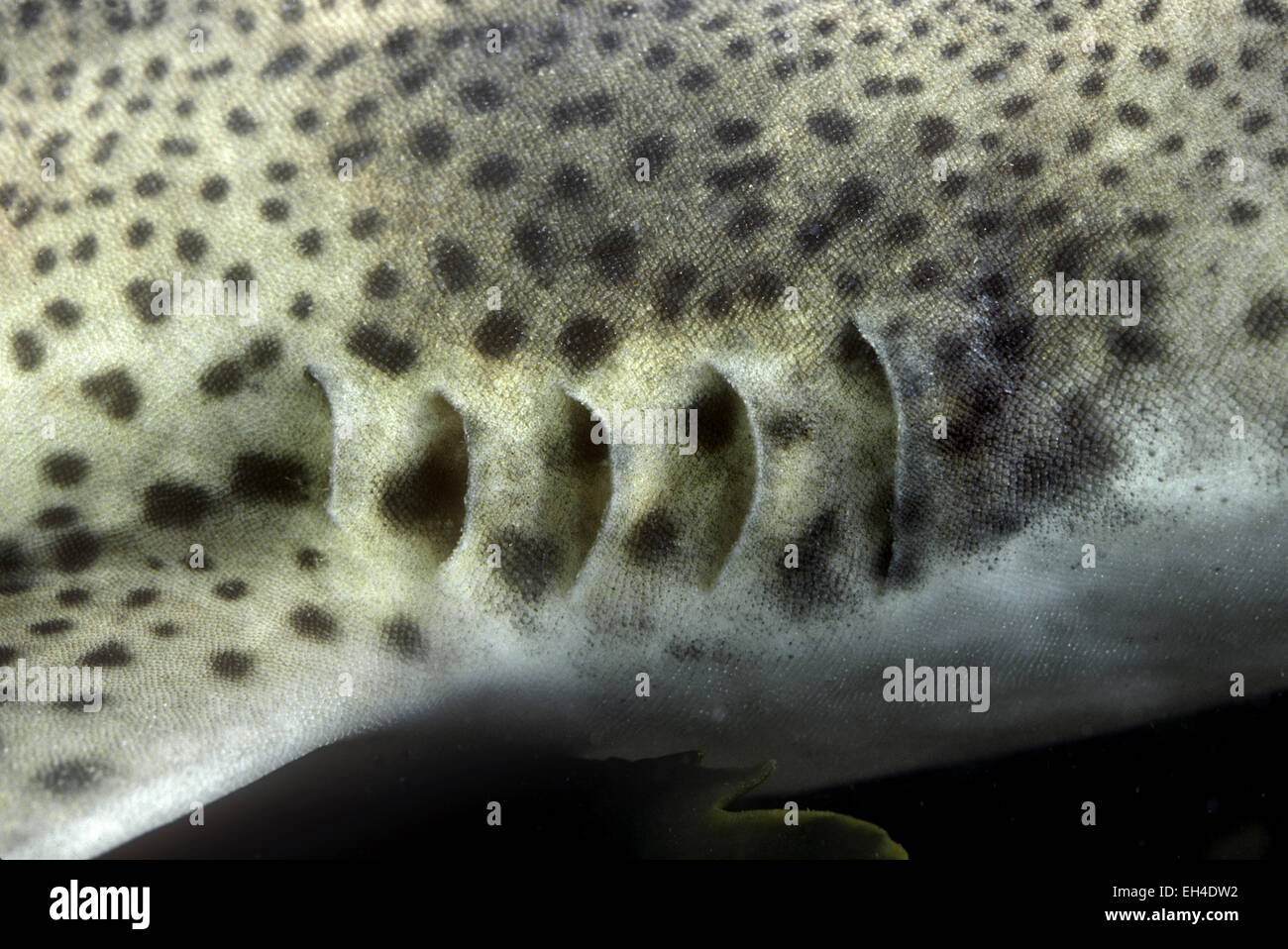 Lesser Spotted Catshark Scyliorhinus canicula Stock Photo Alamy