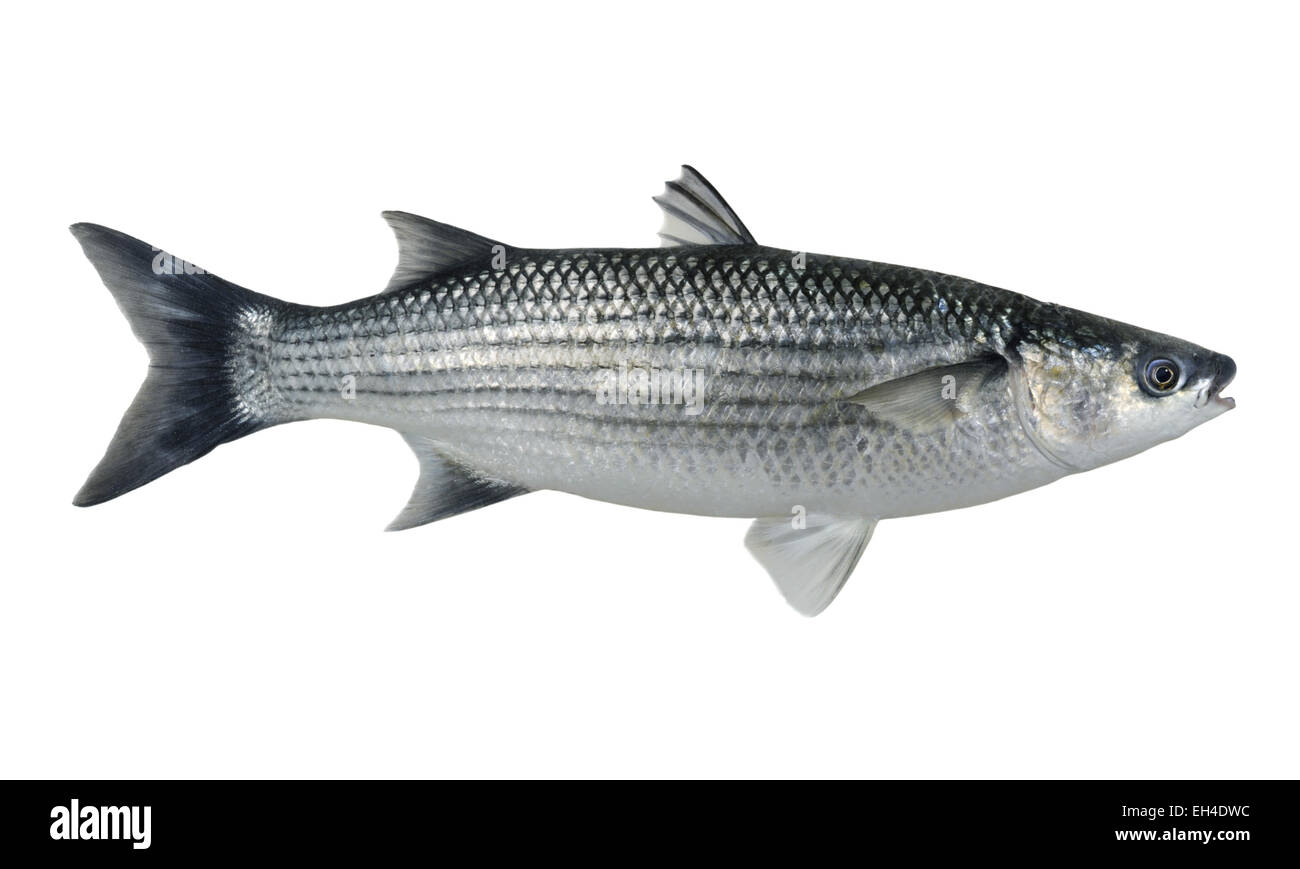 Thick-lipped Grey Mullet - Chelon labrosus Stock Photo
