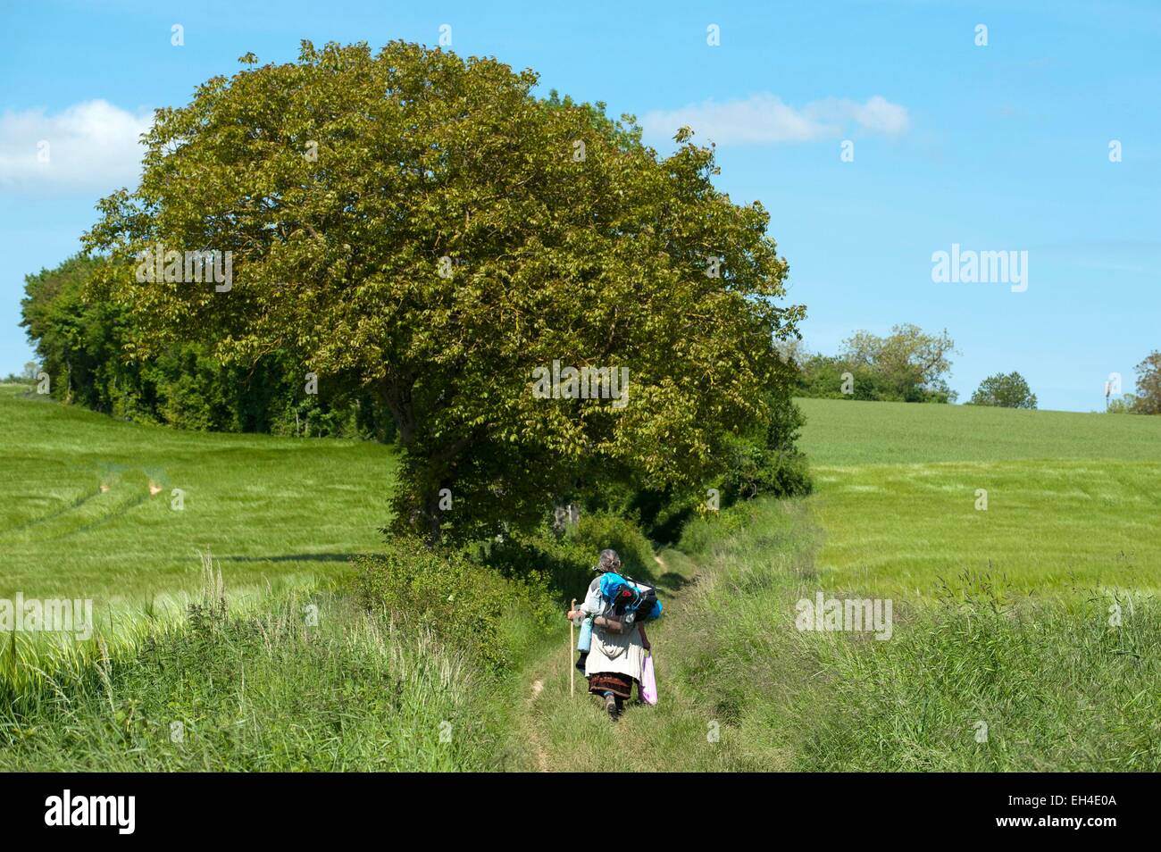 France, Yonne, Vezelay, labeled Les Plus Beaux Villages de France (The Moste Beautiful Villages of France), Parc Naturel Regional du Morvan (Natural regional park of Morvan), Basilica of Sainte Madeleine and Vezelay hill listed as World Heritage by UNESCO Stock Photo