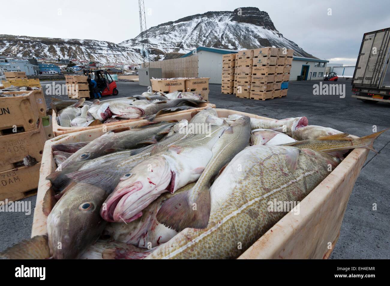 Iceland, Vestfirdir, Holmavik, cod boxes on the harbor Stock Photo - Alamy