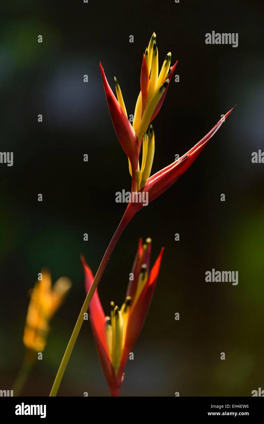 Vietnam, Vinh Long province, Mekong Delta, Cai Be, Crane flower, Heliconia rostrata Stock Photo