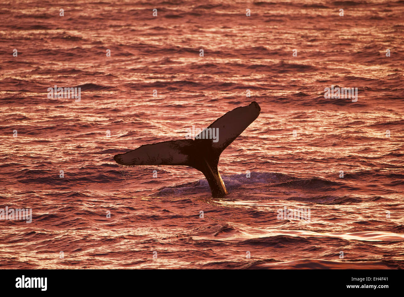 Humpback whale (Megaptera novaeangliae) lifting its tail flukes to dive for feeding at sunset Stock Photo
